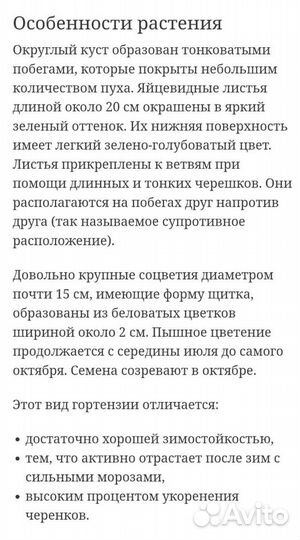 Гортензия большой куст