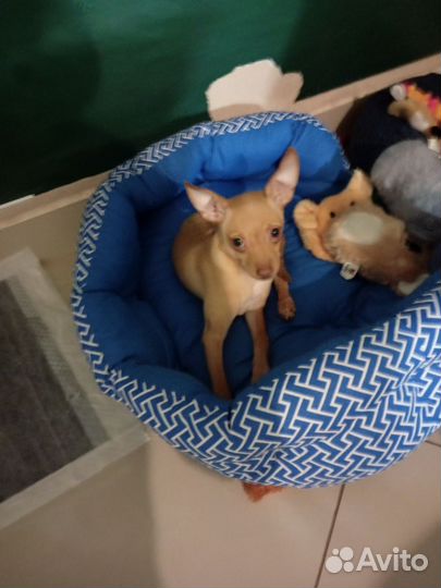 Мини той-терьер