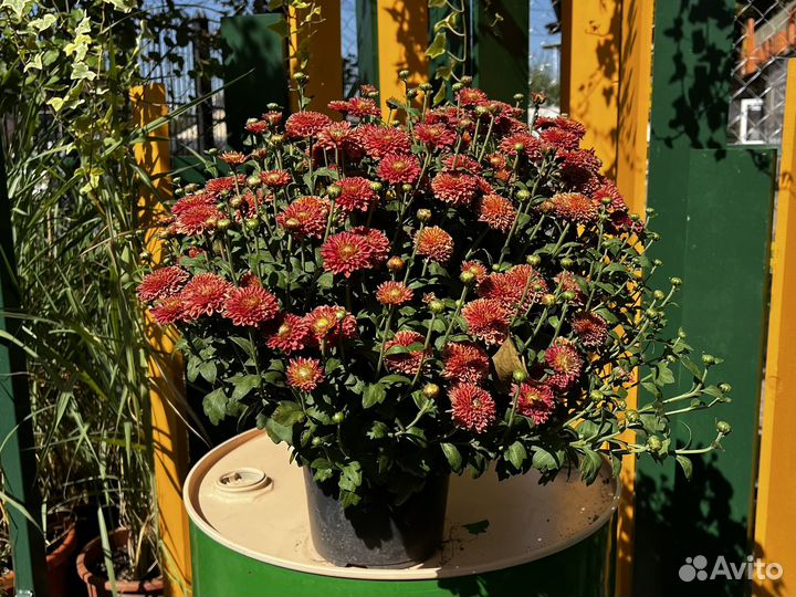 Хризантема