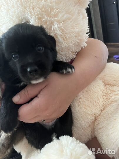 Отдам щенка в добрые руки