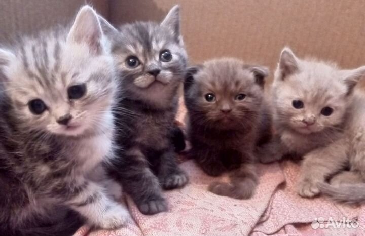 Шотландские котята