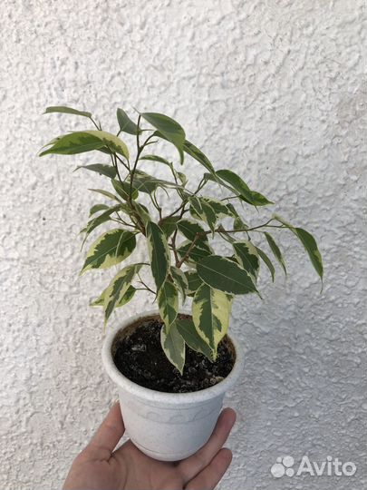 Фикус Бенджамина