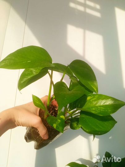 Эпипремнумы 6 сортов