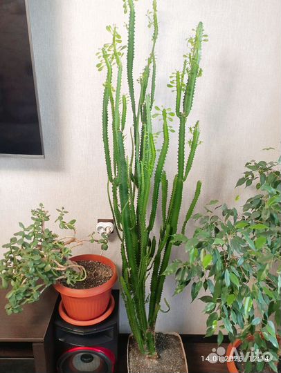 Молочай трехгранный