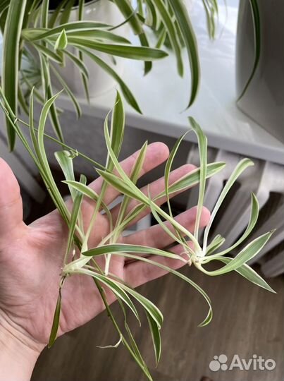 Хлорофитум хохлатый (отростки)