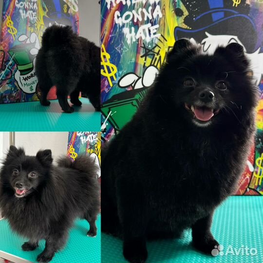 Стрижка собак и кошек, груминг Зоосалон