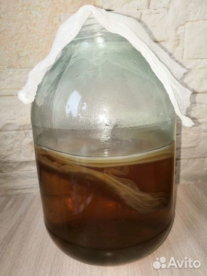 Чайный Гриб Комбуча омолаживающий, оздоравливающий