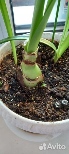 Гиппеаструм