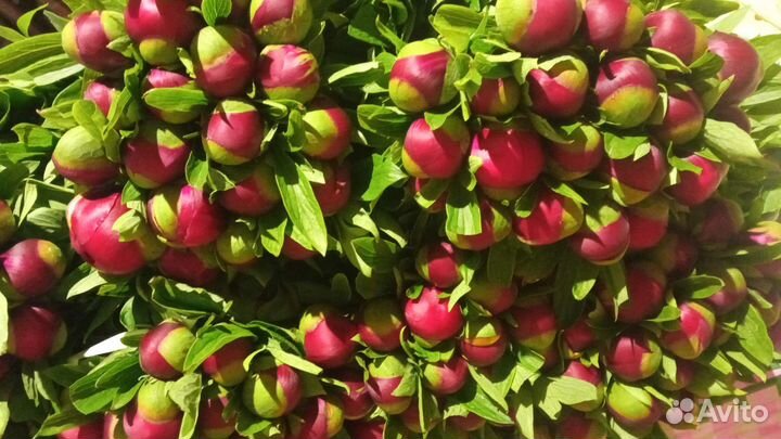 Оптом корни пионов