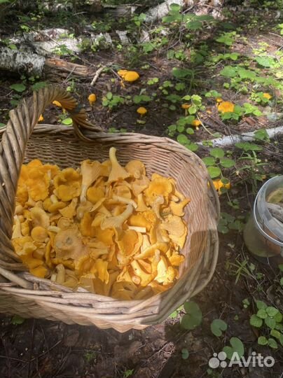 Грибы лисички лакинск