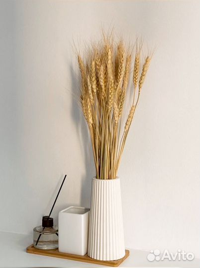 Колосья пшеницы