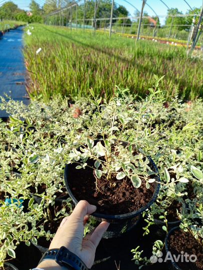 Бирючина ибота Ligustrum ibota 