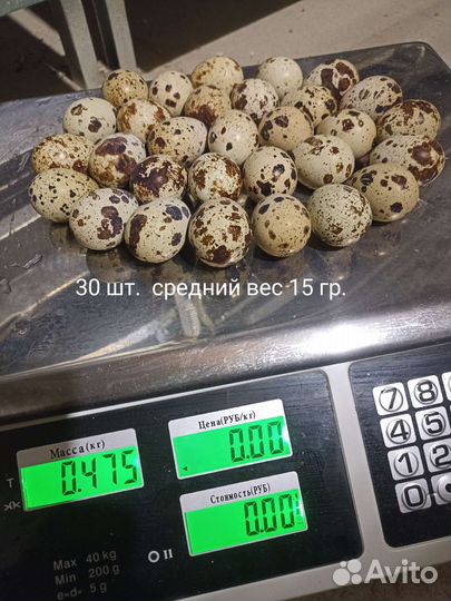 Перепелки суточные и подрощенные. Белый гигант