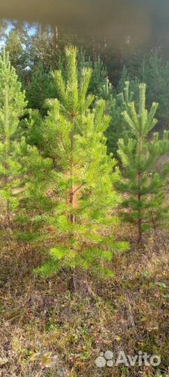 Елки сосны новогодние