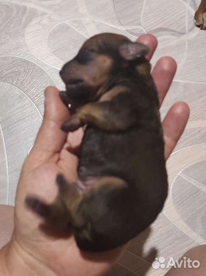 Щенки цвергпинчера