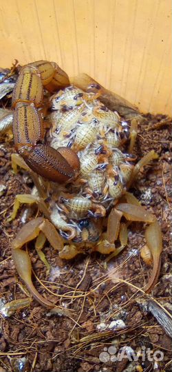 Скорпион hottentotta hottentotta