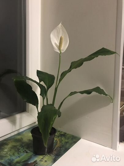 Спатифиллум бегония
