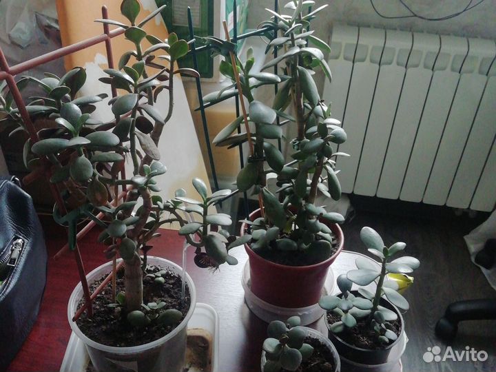 Денежное дерево-Толстянка