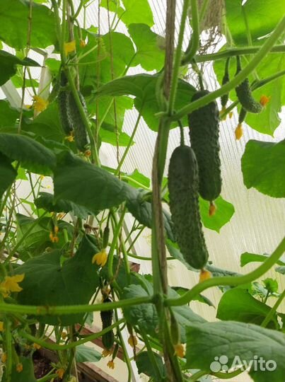 Рассада огурцов и свежие огурчики