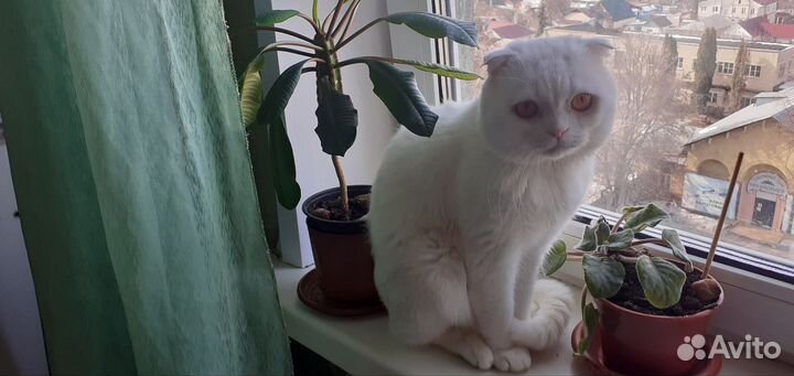 Ищу кошку, для вислоухого кота вязка