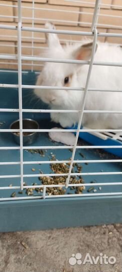 Декоративный кролик с клеткой