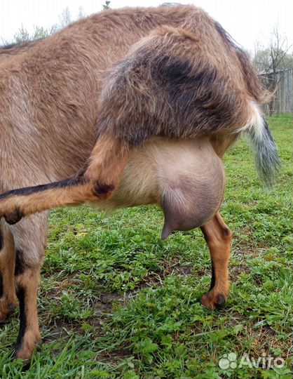 Коза дойная