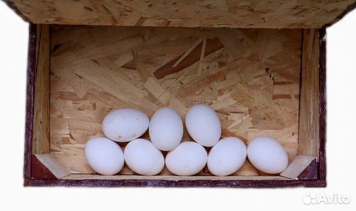 Гнездо для кур с яйцесборником