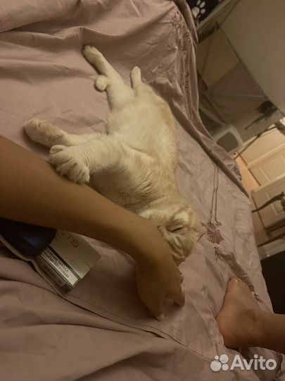 Шотландская вислоухая кошка бесплатно