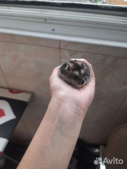 Хомяк