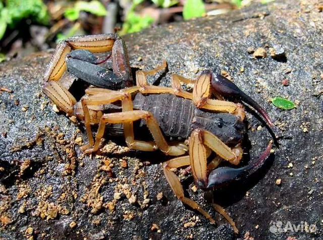 Фото фирузы воронеж скорпион