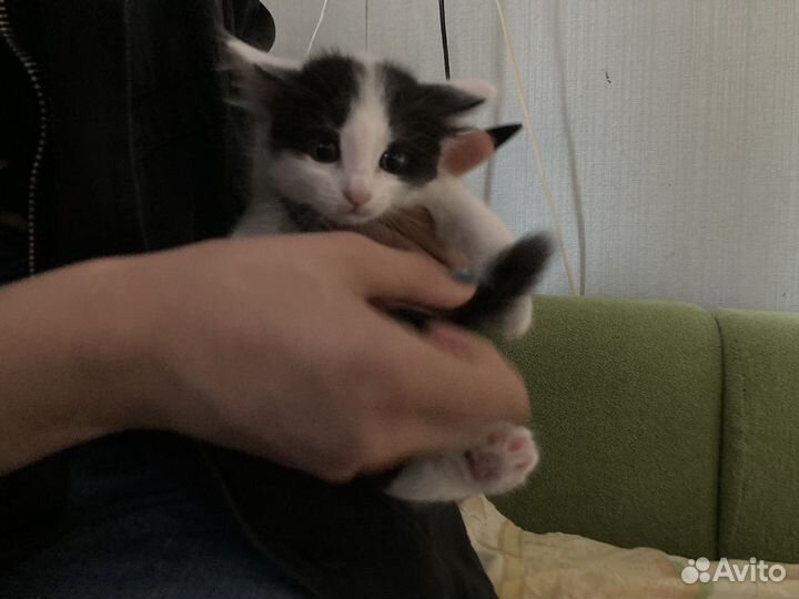 Отдам котят в добрые руки