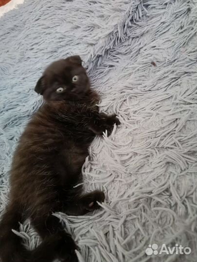 Шотландская вислоухая девочка котёнок