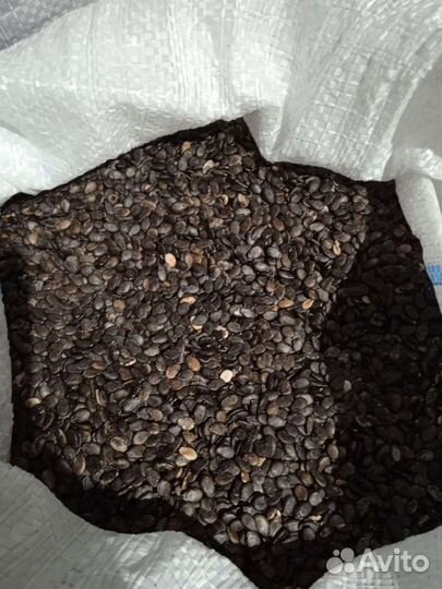 Семена арбуза