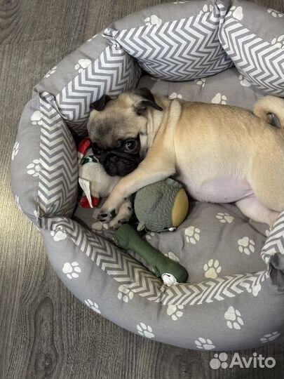 Щенки мопса девочки