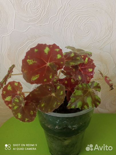 Бегония декоративно лиственная яркая