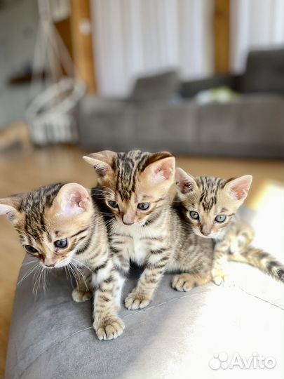 Бенгальские котята