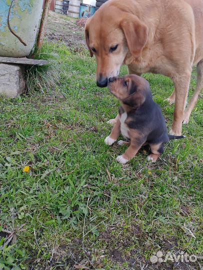 Щенок гончей