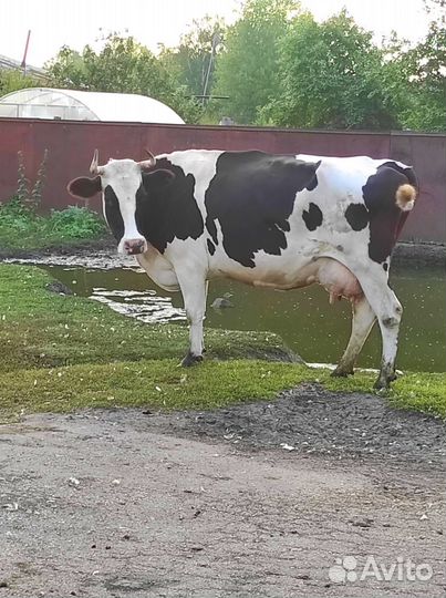 Корова на мясо