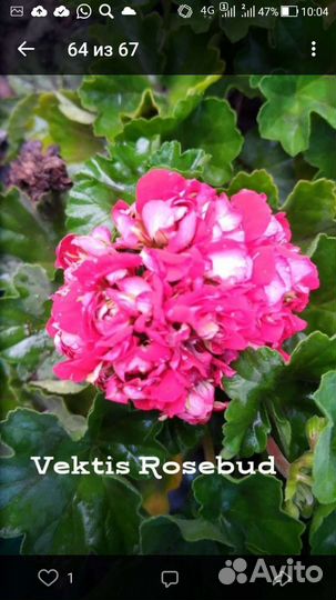 Свежий срез черенков пеларгоний: