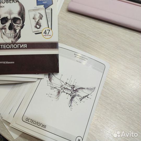Карточки по анатомии