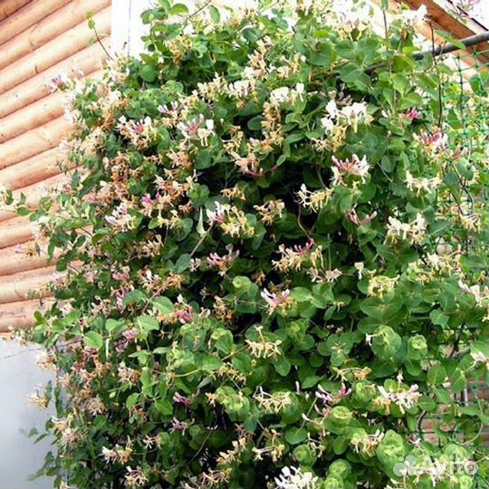 Жимолость каприфоль Высота от 25см