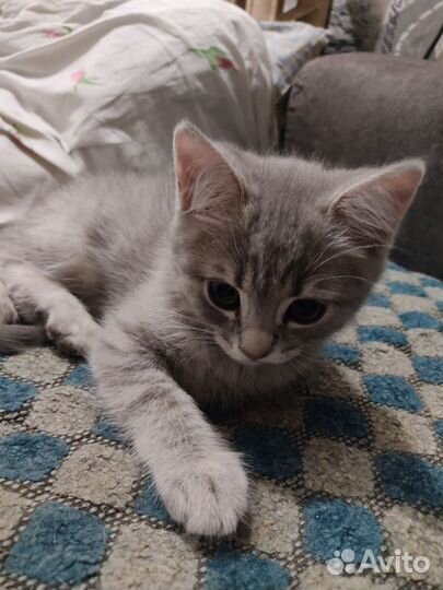 Британская кошка