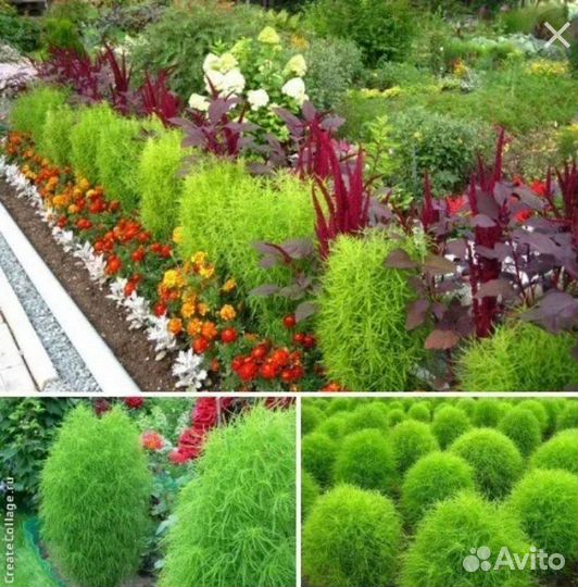 Рассада кохия