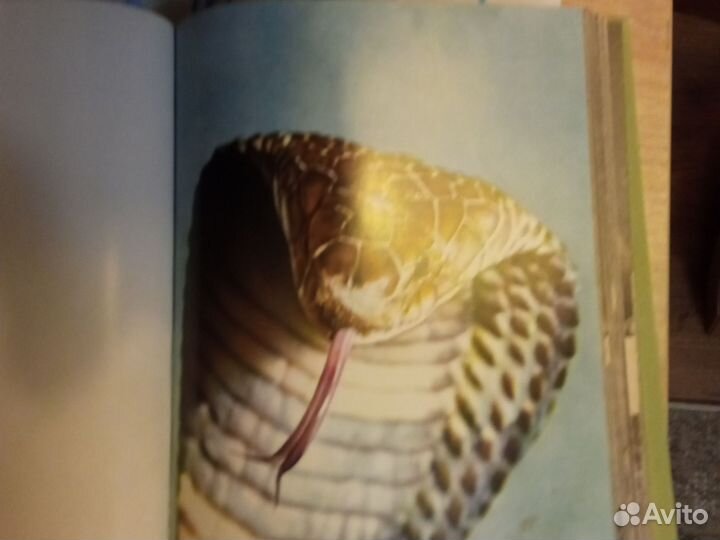 Иллюстрированная энциклопедия животных