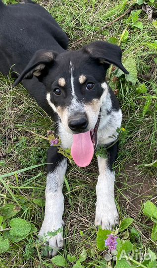 Два чудесных братика ищут дом