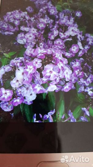 Флоксы 10 вид