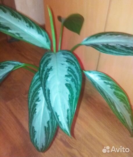 Аглаонема Сильвер Бей