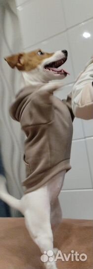 Толстовка для собак