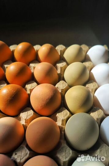 Домашние куриные яйца