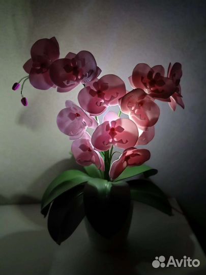 Орхидея изолон